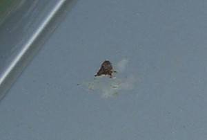 How to Best Repair Bird Poop Damage – Ultimate Guide to Detailing